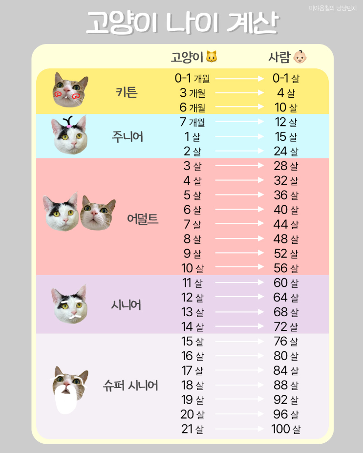  고양이 사람 나이로 계산
