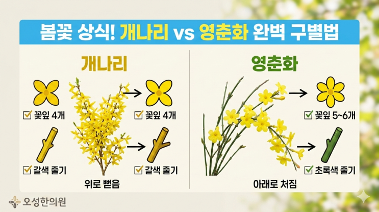  개나리와 영춘화 구별하는 방법, 파주 오성한의원이 알려드립니다