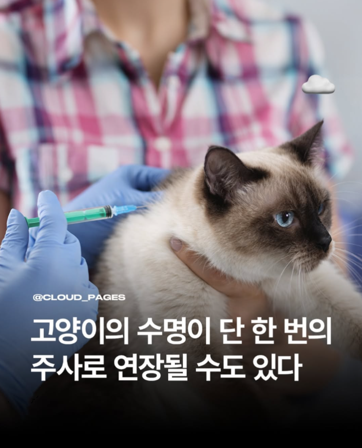  고양이 만성콩팥병 치료를 목표로 한새로운 주사제 개발