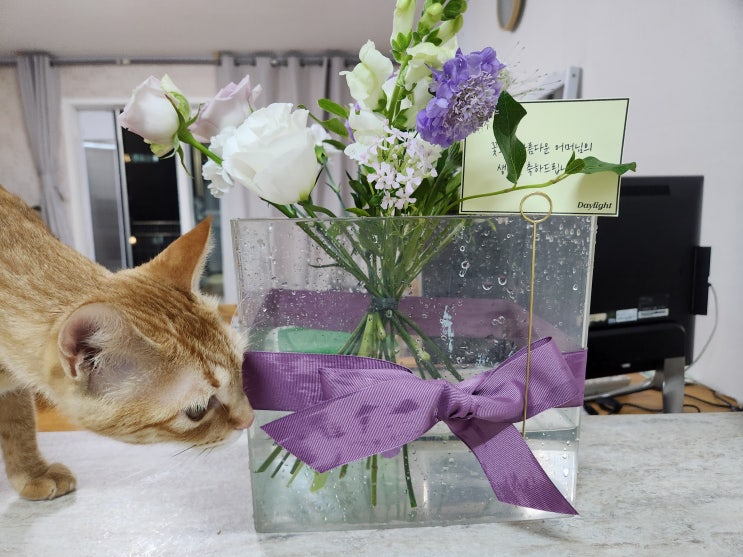  고양이 카네이션 튤립 꽃 주의해야 해요