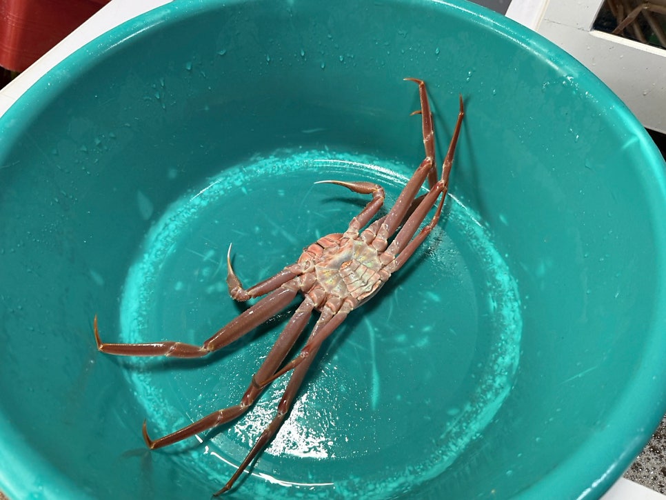 순양호영덕대게직판장 사진 8