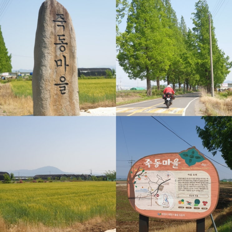  부산 근교 드라이브 코스 창원죽동마을 메타세콰이어길