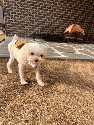 멍그루브