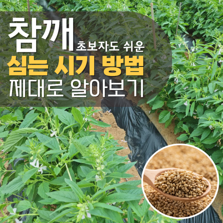  참깨심는시기 파종 방법 남부 중부
