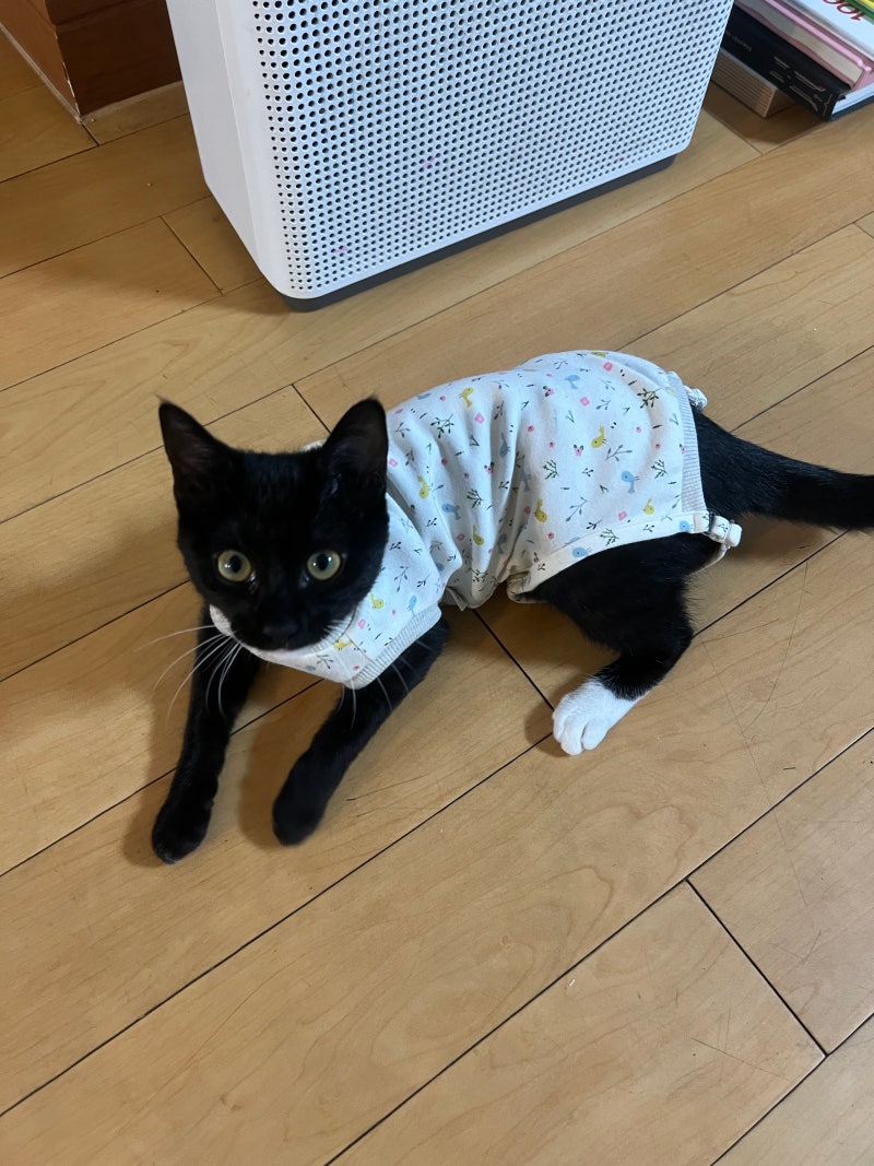 고양이 환묘복 구매 - 아리캣 보듬슈트