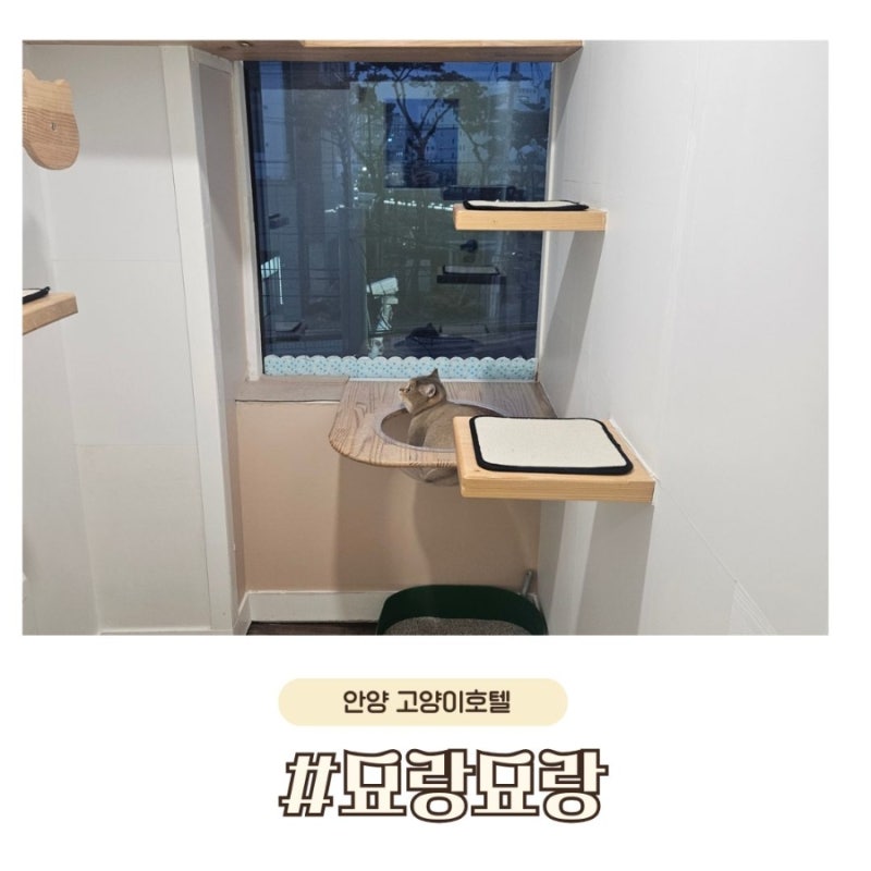 고양이호텔 묘랑묘랑