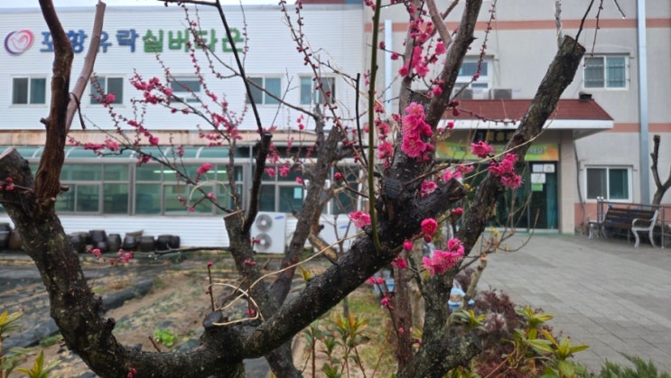 유락원의 봄