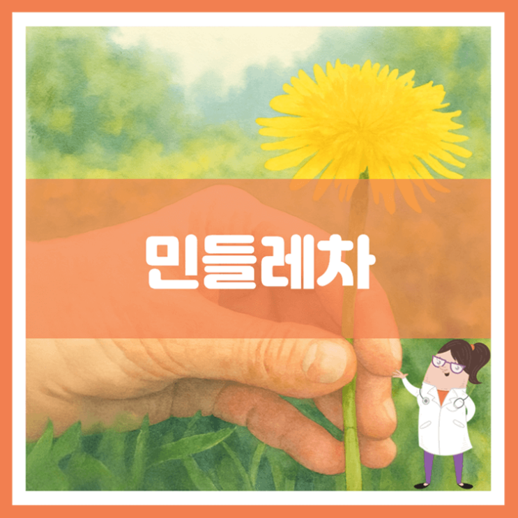  민들레차 효능 섭취방법 부작용