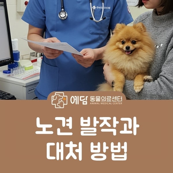 노견 발작 원인과 증상 경련 발작 후 대처