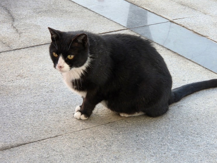  고양이 키우기 꿀팁 3가지, 집사라면 꼭 알아야 할 이유