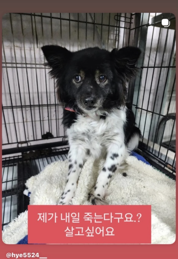   서동주 긴급 구조 요청! "안락사 30분 전" 떨리는 눈빛의 유기견 구조 간절