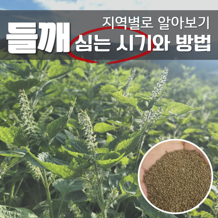  들깨심는시기 파종 방법 참깨 차이?