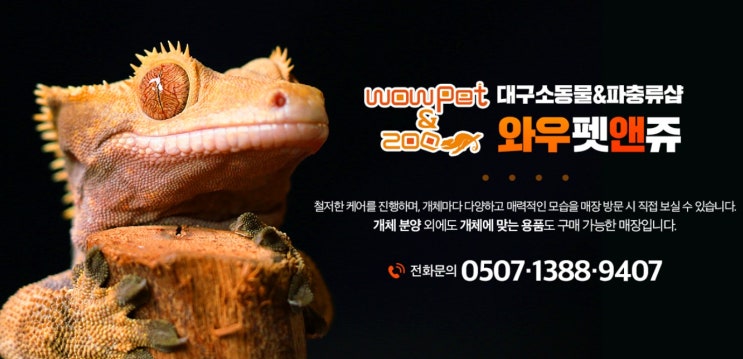  대구파충류샵: 와우펫앤쥬 대구점 소동물 전문!