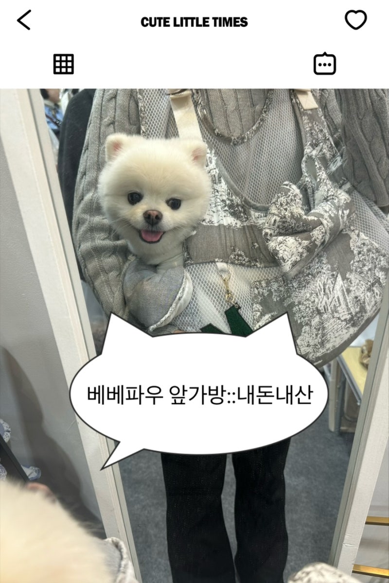 강아지 이동가방 [베베파우 앞가방]ㅣ케이펫페어 수원에서 내돈내산!