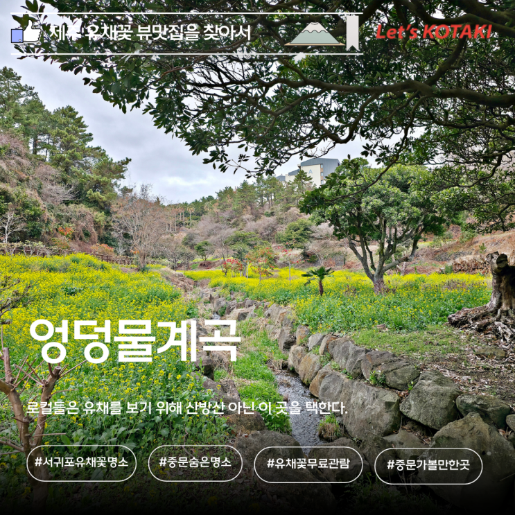  제주 유채꽃 명소 중문 엉덩물계곡 방문기