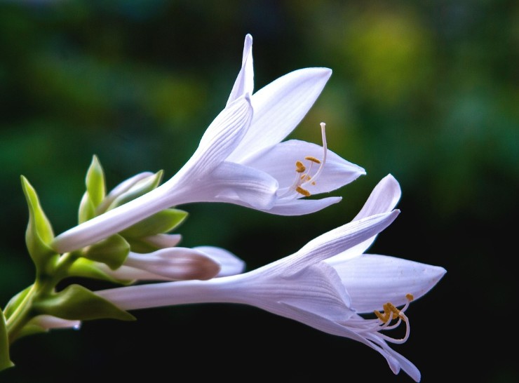  습한곳을 좋아하는 산옥잠화 꽃말 알아볼게요