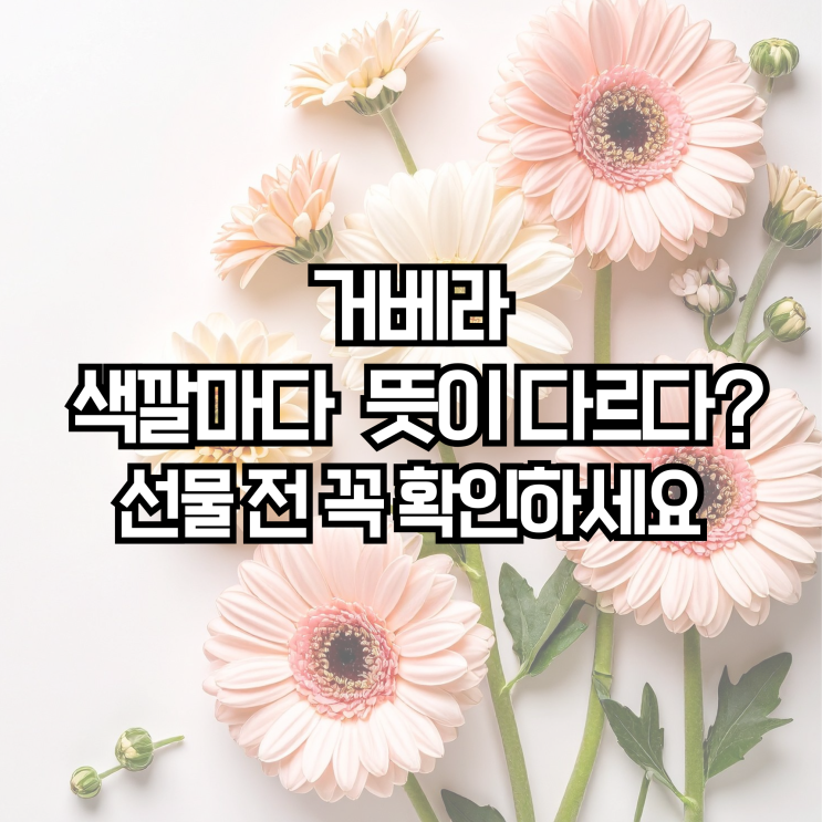  거베라 꽃말 총정리, 색깔별 의미와 선물할 때 꼭 알아야 할 포인트