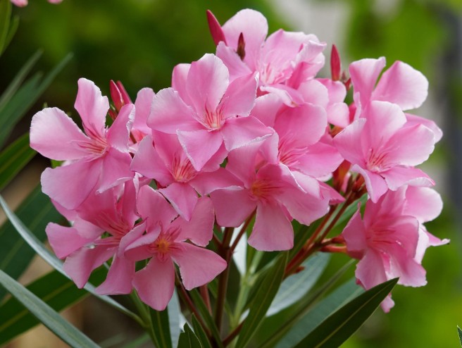  협죽도 꽃말 살펴보기