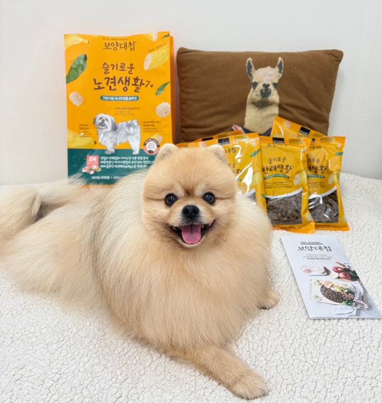  노령견사료 보양대첩 입 짧은 강아지 슬기로운 노견생활