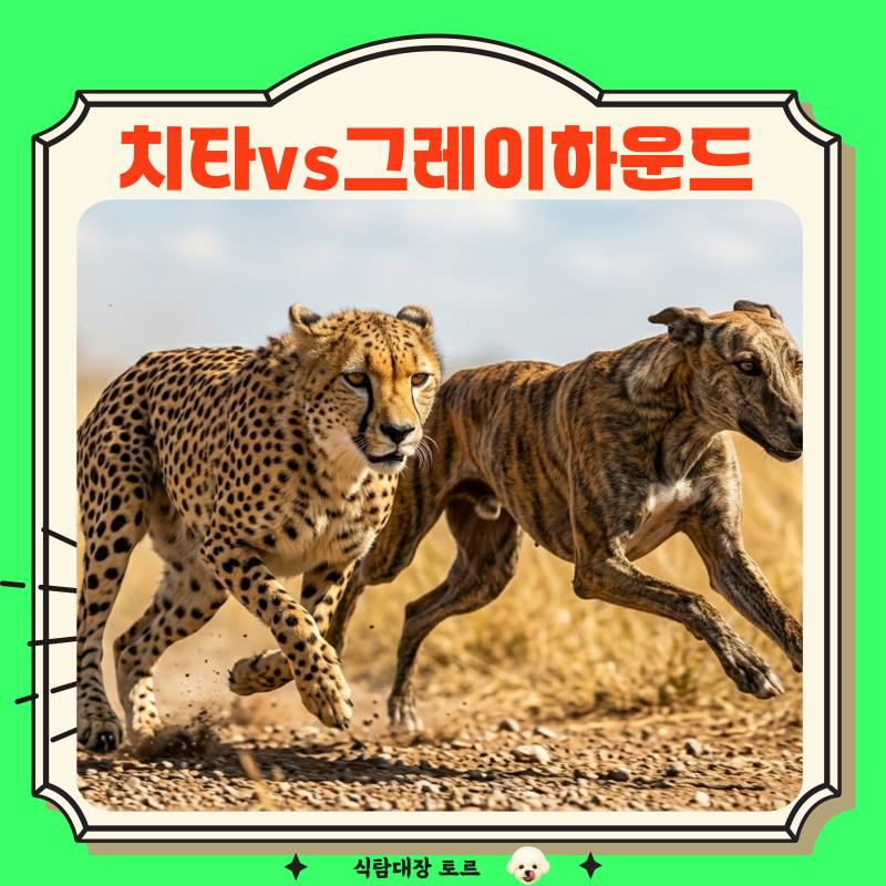 “치타 vs 그레이하운드” 진짜 달리기 최강자는?