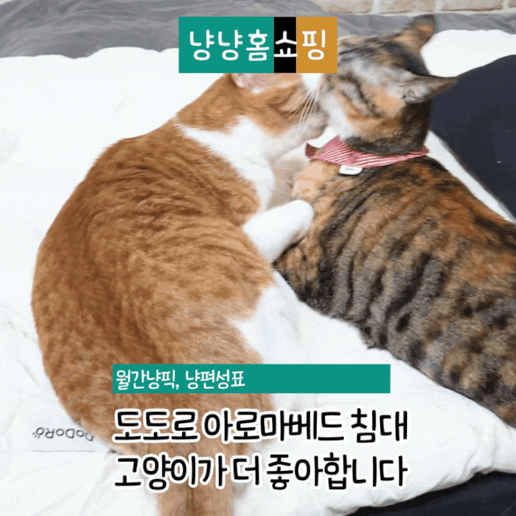  도도로 아로마베드 더블, 강아지 침대! 고양이가 더 좋아합니다