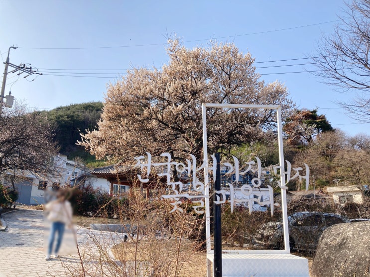  봄이 왔나 봄. 봄꽃 일번지 "소학정 마을"과 '화개장터'