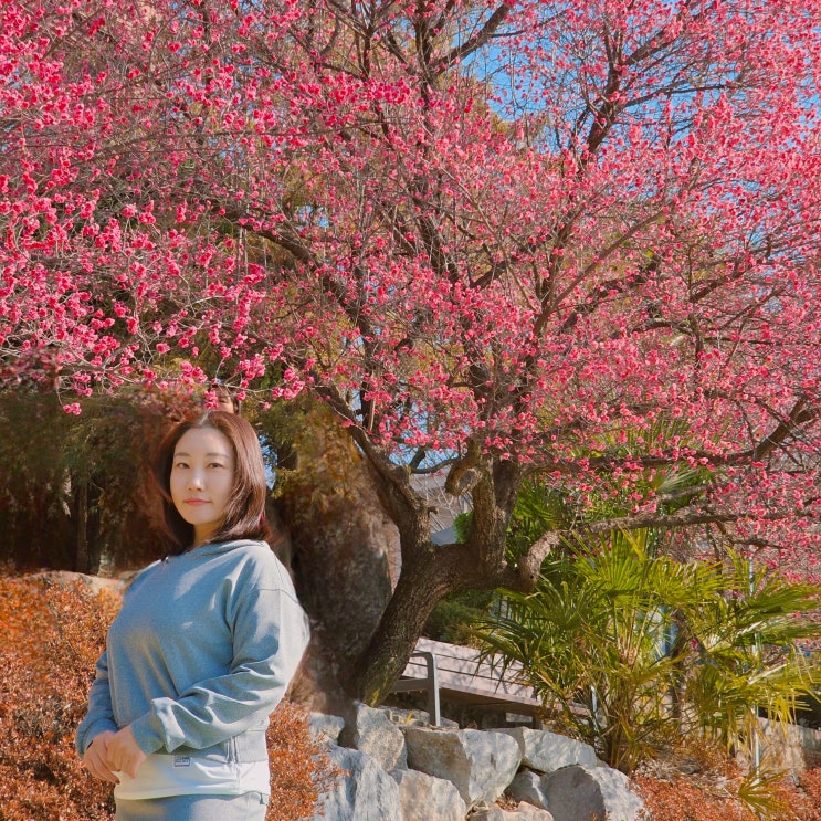  순천 매화명소 매산고등학교 홍매화 3월 국내 여행지 전남 봄 꽃구경 가볼만한 곳