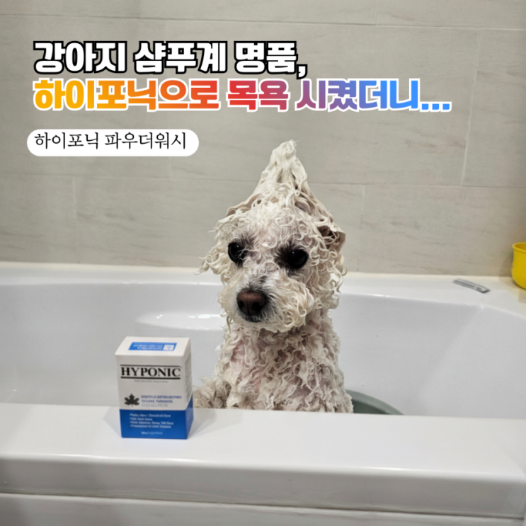  극악난이도 비숑 목욕 전과정 대공개!  하이포닉 강아지효소파우더로 각질비듬케어 & 죽은털 박살내기 