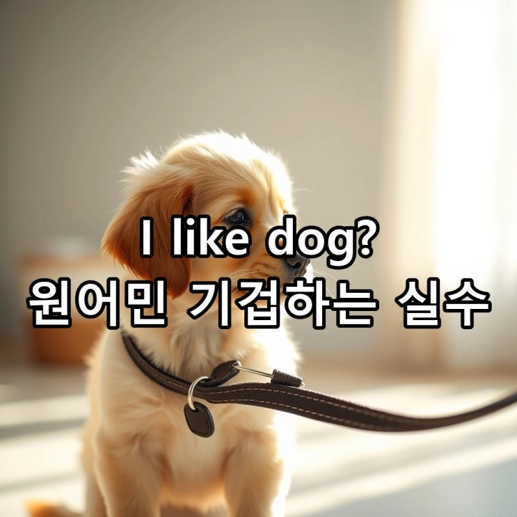  `I like dog` vs `I like a dog`, 원어민이 기겁하는 결정적 차이! (명사의 옷, 관사 완벽 정리)
