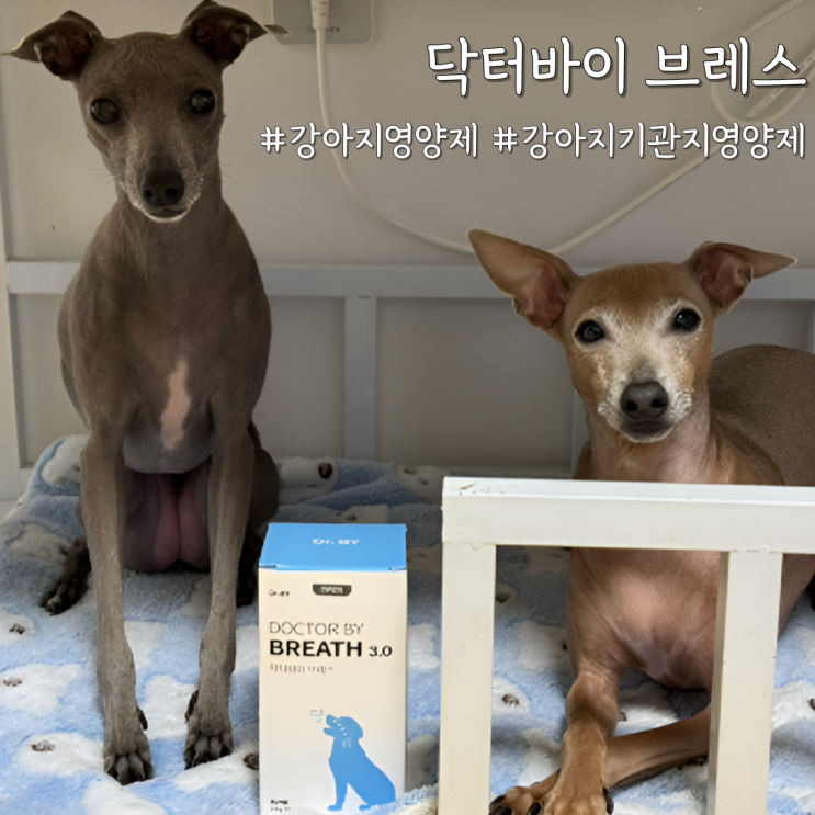  반려견 면역·기관지 동시에 케어하는 강아지기관지영양제, 닥터바이 브레스