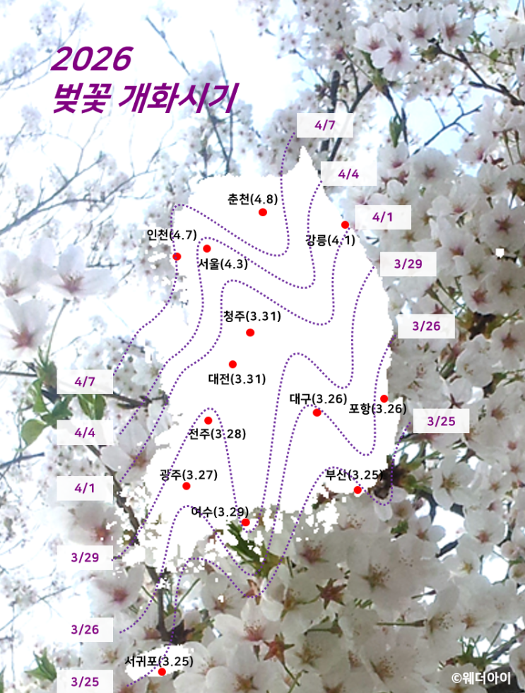  2026년 벚꽃 개화시기와 숨은 명소 서울 근교 드라이브 삼척 봉황산과 장지천 벚꽃길 정보 공유