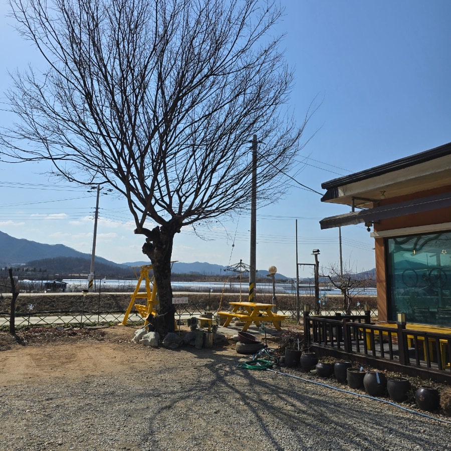 버드나무 사진 3