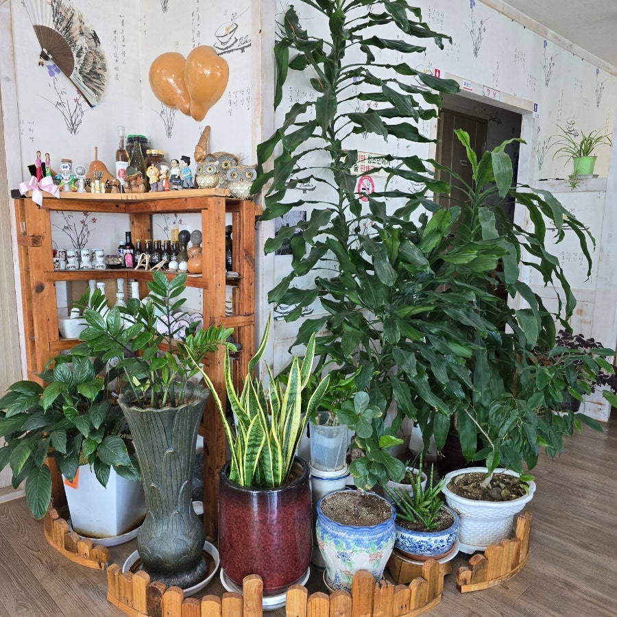 버드나무 사진 5