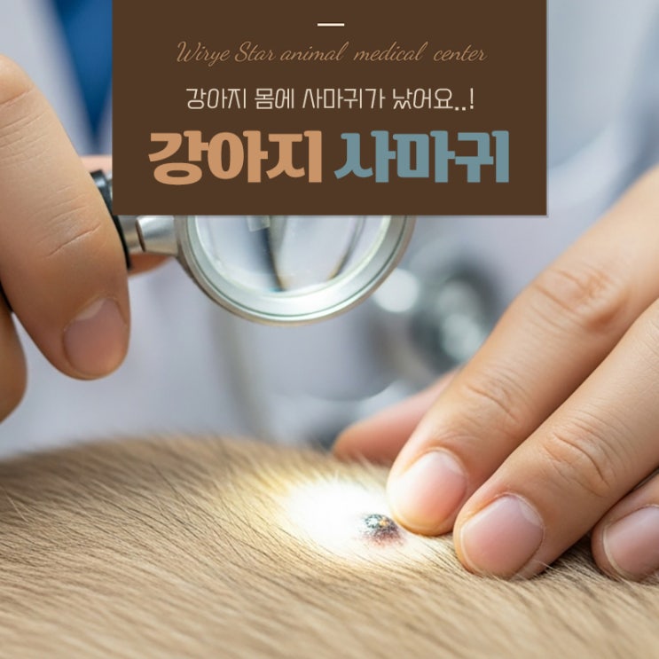  강아지 사마귀(유두종) 증상과 치료 필요성