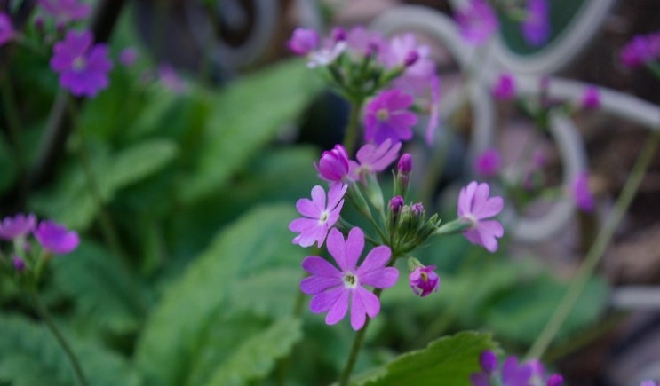  설앵초 꽃말 알아보기
