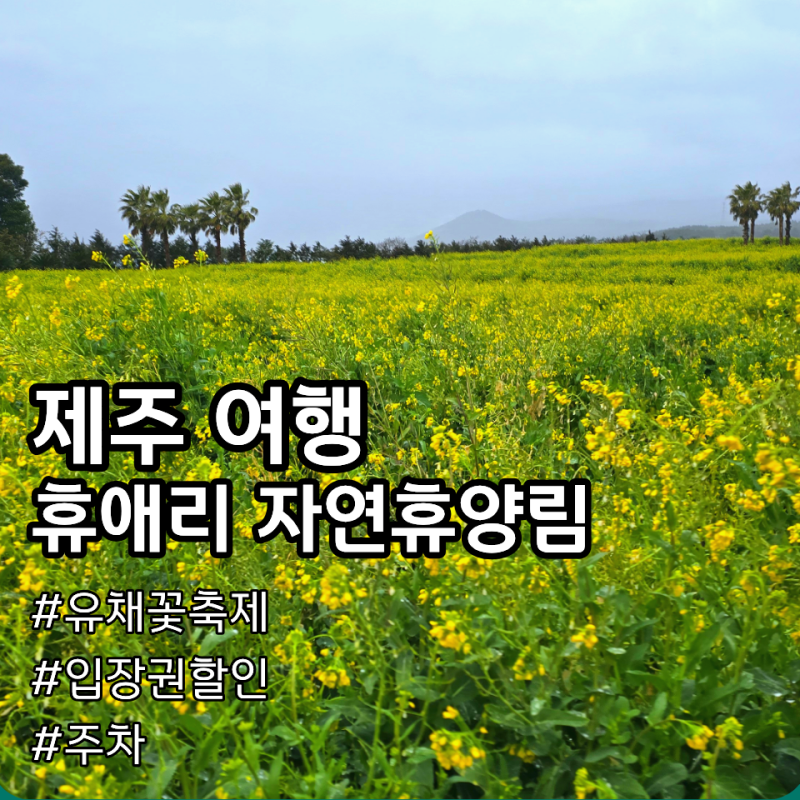 휴애리자연휴양림입장료예매 17%할인 및 제주 휴애리 유채꽃 주차 소요시간 솔직 후기