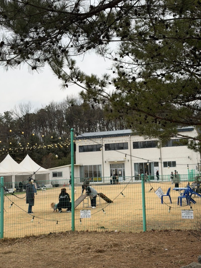 뽀야네 딩가댕가