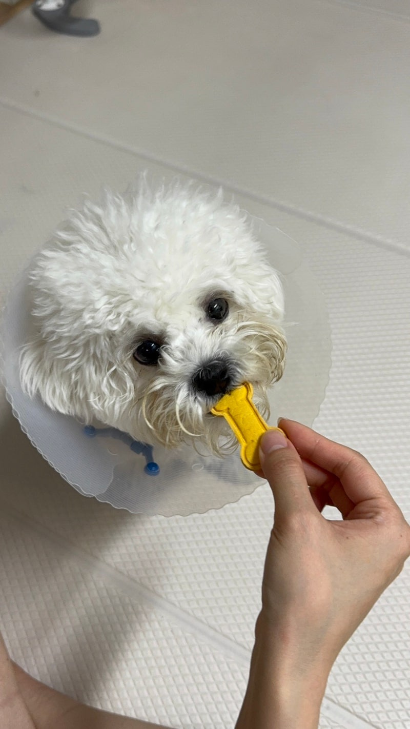 멍멍까까 반려견수제간식점