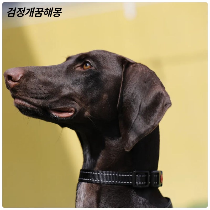 검은개가 나오는 꿈, 검은개꿈, 검정개꿈, 강아지꿈해몽, 검정개에 관한 꿈