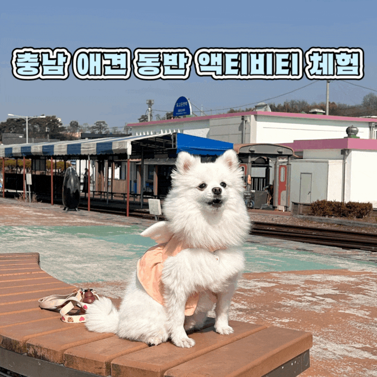  충남 아산 애견 동반 여행 액티비티 체험 아산 레일바이크