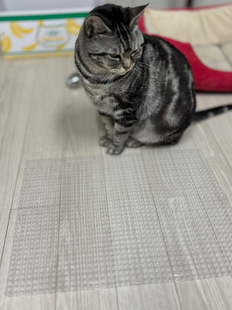 고냥냥 개냥냥 고양이 퇴치 매트 길고양이 접근 방지 퇴치 용품 추천