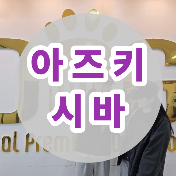  국내에서 보기 힘든 혈통 아즈키시바 지금 세종 원독에 있어요