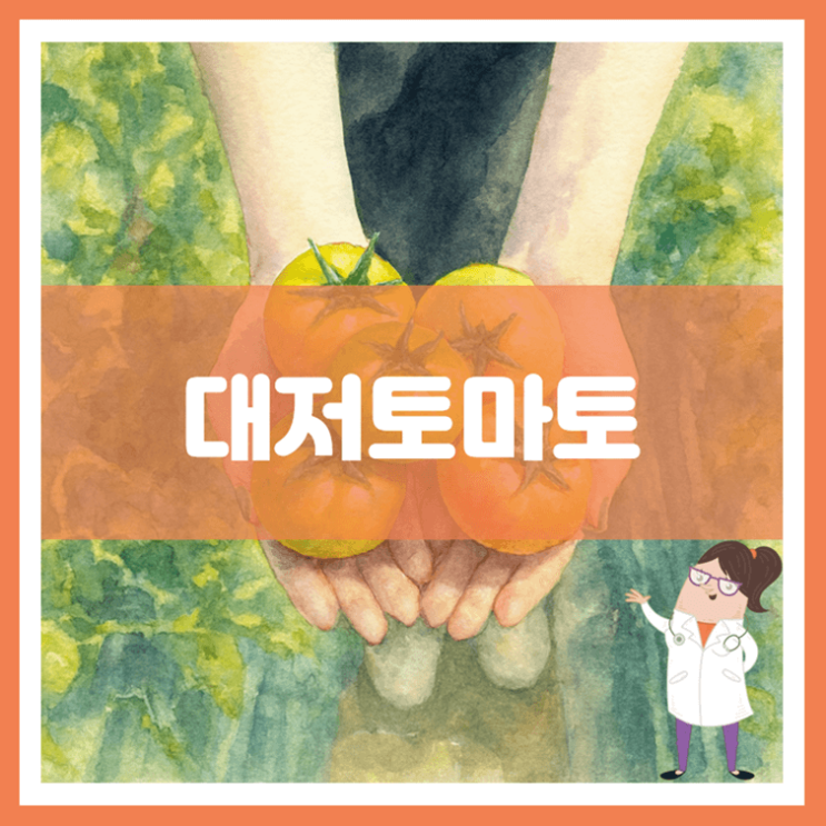  대저토마토 효능 영양성분 부작용