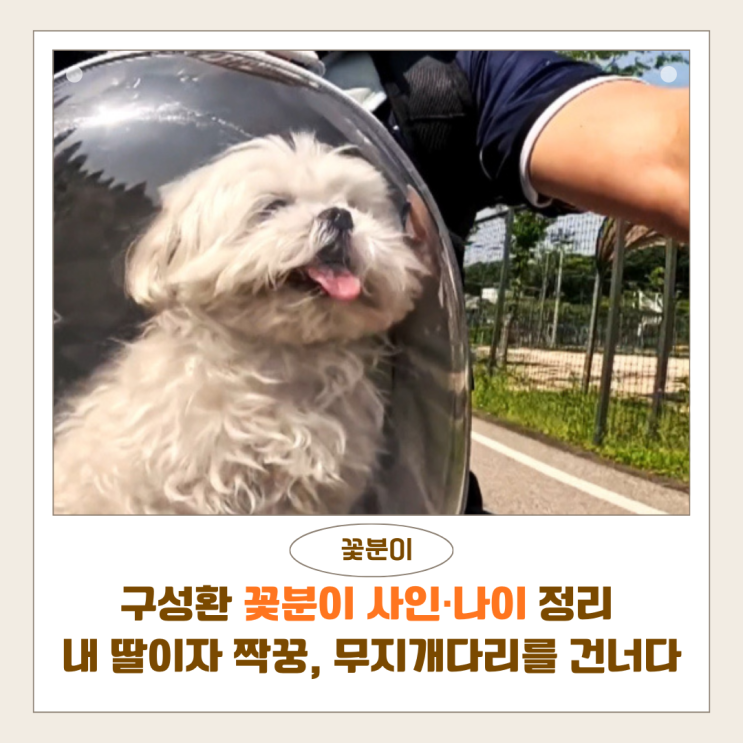  구성환 꽃분이 사인 나이 정리 | 내 딸이자 짝꿍, 무지개다리를 건너다