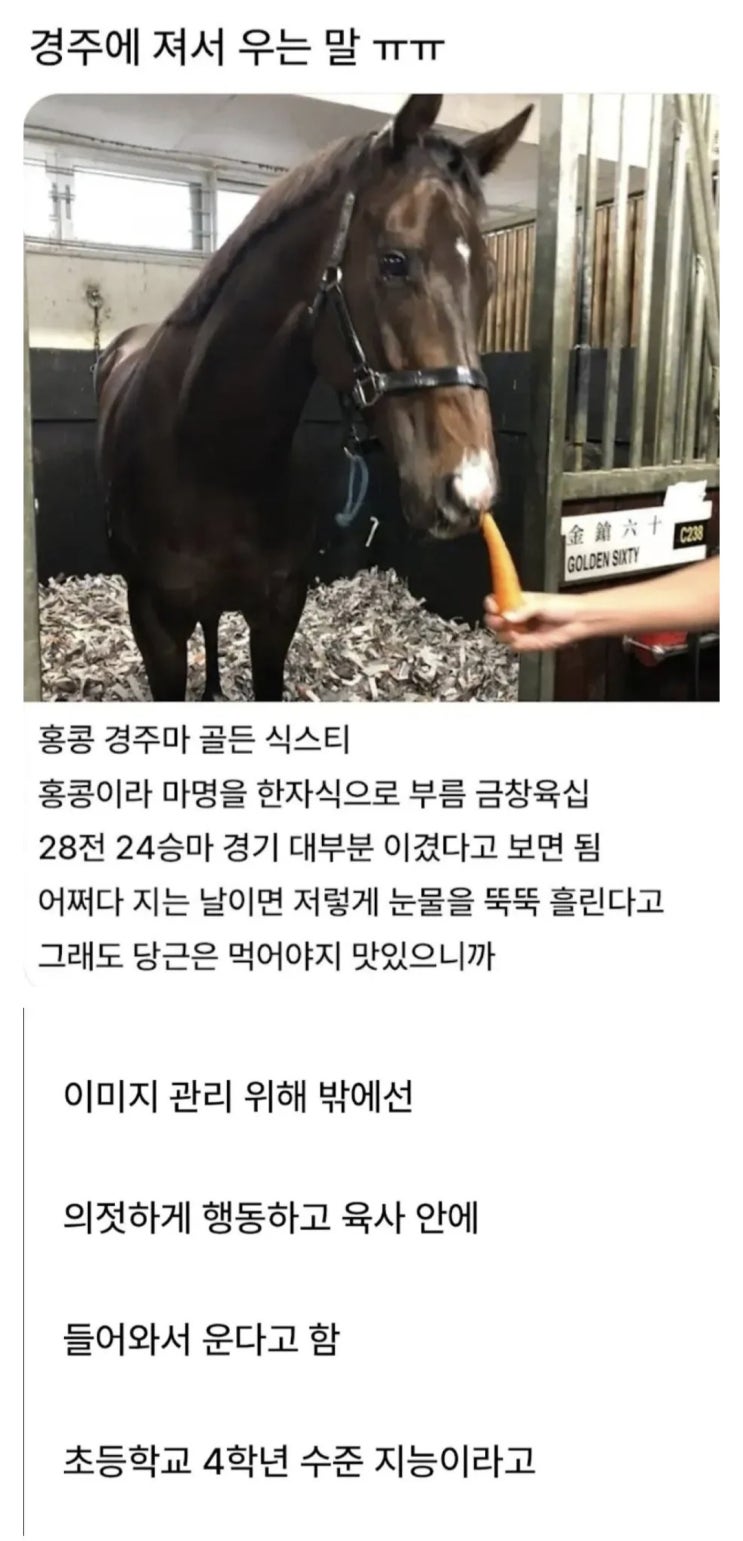  경주에 져서 우는 말.jpg