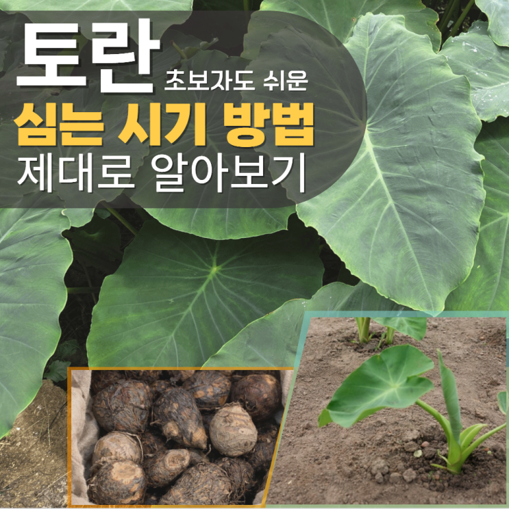  토란심는시기 방법 키우기 남부 중부