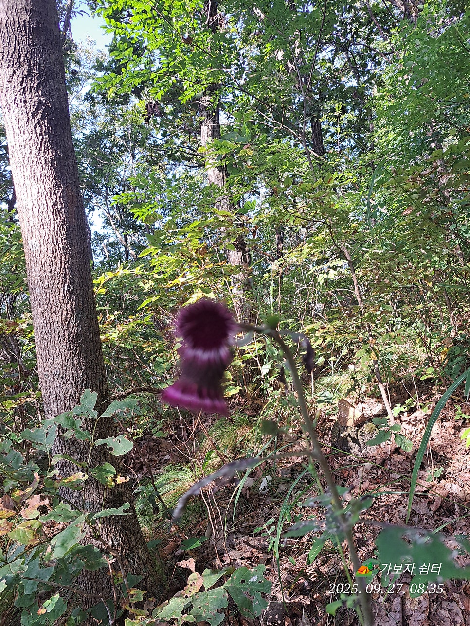 비봉산 사진 2