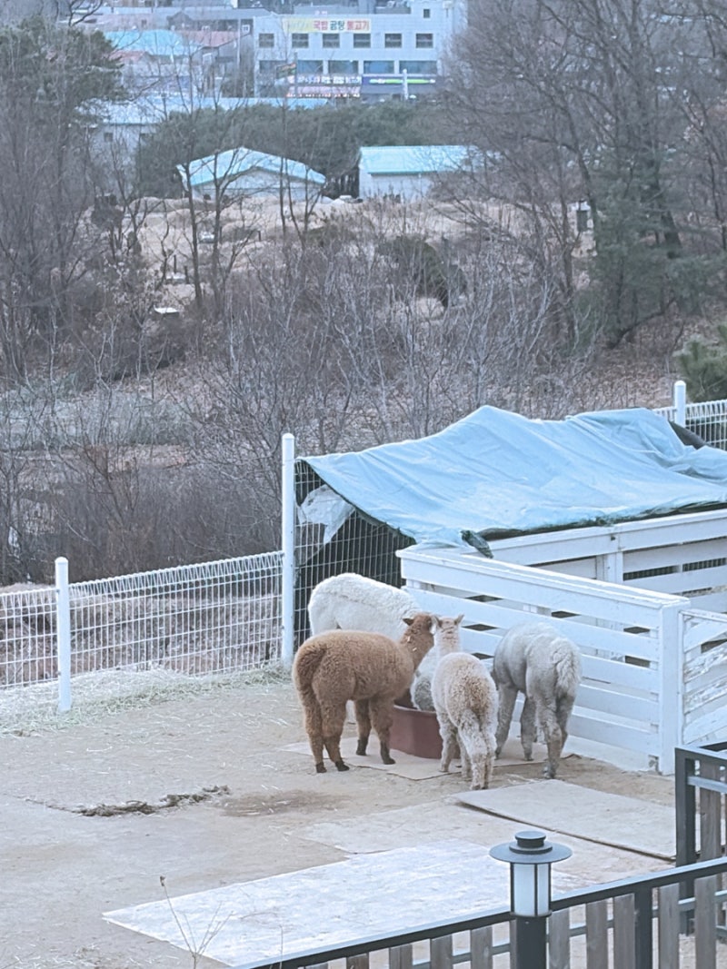 구리 동구릉 근처 알파카 카페 파차(PACHA) | 아이랑 가기 좋은 김병지 카페 솔직 후기