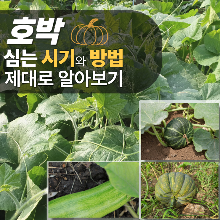 호박심는시기 방법 씨앗 모종