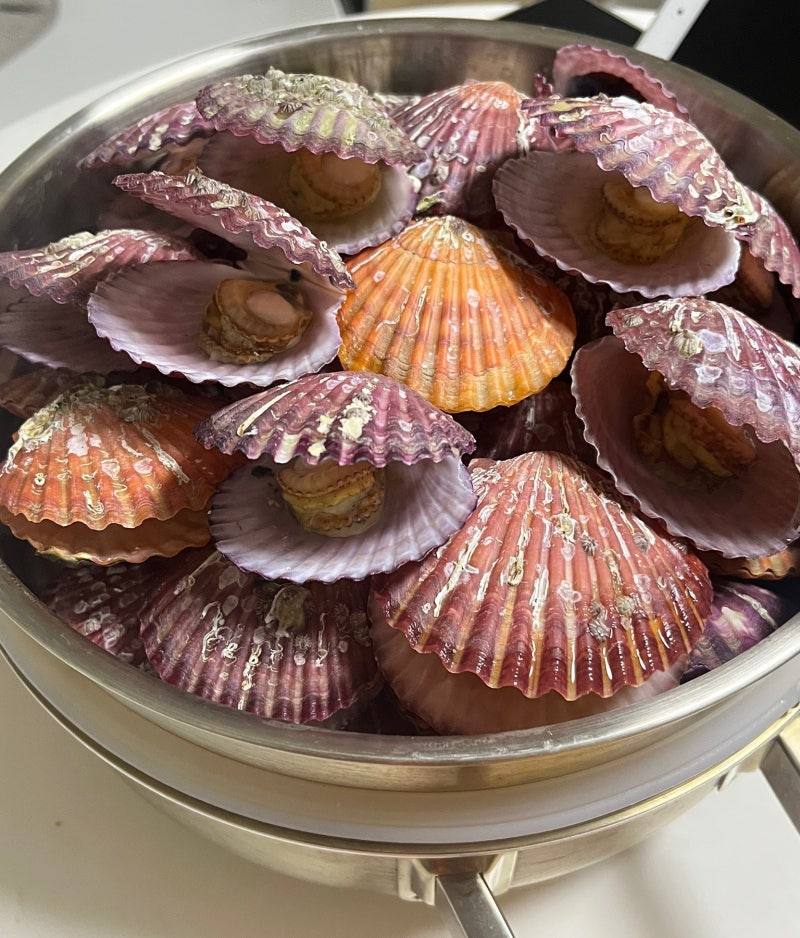 [제철 홍가리비 찜] 손질 세척방법, 찌는법